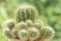 Cactus Closeup shot Royalty Free Stock Photo