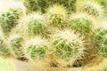 Cactus Closeup shot Royalty Free Stock Photo