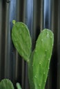 cactus in a closeup shot Royalty Free Stock Photo