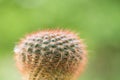 Cactus Closeup shot Royalty Free Stock Photo