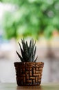 Cactus in cobber pot Royalty Free Stock Photo