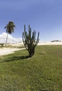 Cactus and Coconuts palm tree - Genipabu dunes in Natal, RN, Brazil Royalty Free Stock Photo