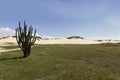 Cactus and Coconuts palm tree - Genipabu dunes in Natal, RN, Brazil