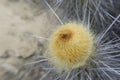 Cactus cocoon Flower, Atacama Desert, chile