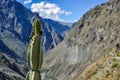 Cactus in the Colca Canyon, Peru Royalty Free Stock Photo