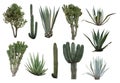 Cactus collection