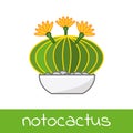 Cactus collection flat isolated vector notocactus opuntia cereus mammillaria in pot homeolant