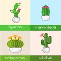 Cactus collection flat vector set of notocactus opuntia cereus mammillaria in pot homeolant.