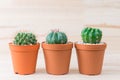 Cactus collection in pot on woody background
