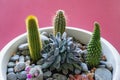 Cactus collection. Small garden of succulents in flower pot. Hobby concept