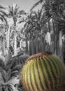 Cactus in color with black and white background Royalty Free Stock Photo