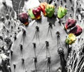 Cactus with colorful flowers and grey background Royalty Free Stock Photo