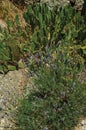 Cactus and colorful flowers scattered on bush