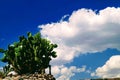 Cactus in a combination with a white cloud