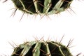 Cactus, Concept danger and stress Royalty Free Stock Photo
