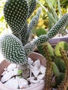 Cactus conejo