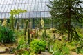 Cactus in a conservatory Glasshouse Royalty Free Stock Photo