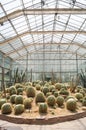 Cactus in a conservatory Glasshouse, Royalty Free Stock Photo