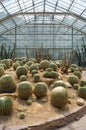 Cactus in a conservatory Glasshouse, Royalty Free Stock Photo