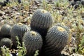 Cactus Copiapoa tenebrosa at coastline of Atacama desert at Pan de Azucar Royalty Free Stock Photo