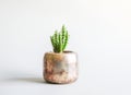Cactus in the pot. Decorative plant in minimalistic modern room interior Royalty Free Stock Photo