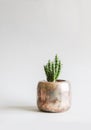 Cactus in the pot. Decorative plant in minimalistic modern room interior Royalty Free Stock Photo