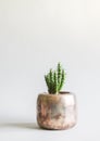 Cactus in the pot. Decorative plant in minimalistic modern room interior Royalty Free Stock Photo