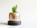 Cactus in the pot. Decorative plant in minimalistic modern room interior Royalty Free Stock Photo