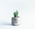 Cactus in the pot. Decorative plant in minimalistic modern room interior Royalty Free Stock Photo