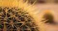 Cactus Covered With Sharp Yellow Spines Macro Closeup Highlighting Natural Texture And Survival In Desert Environment Royalty Free Stock Photo