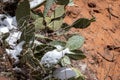 Cactus covered in snow during winter in Zion National Park Royalty Free Stock Photo