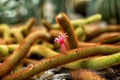 Cactus covered in very hairy spikes and a tiny red flower