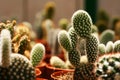 Cactus Crowd Royalty Free Stock Photo