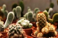 Cactus Crowd Royalty Free Stock Photo