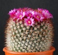Cactus, with crown of pink flowers. Royalty Free Stock Photo