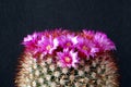 Cactus, with crown of pink flowers. Royalty Free Stock Photo