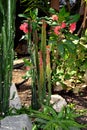 Cactus,crown of thorns,aloe vera