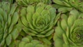 Cactus cultivation in the greenhouse Royalty Free Stock Photo