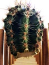 Cactus cutting with a knife and taking roots in the air before planting into the pot. Cacti propagation