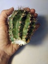 Cactus cutting with a knife and taking roots in the air before planting into the pot. Cacti propagation photo, callous