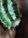 Cactus cutting with a knife and taking roots in the air before planting into the pot. Cacti propagation photo, callous