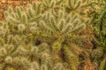 Cactus Cylindropuntia tunicata, Desert Arizona Royalty Free Stock Photo