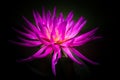 Cactus Dahlia Flower Fuchsia