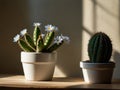 Cactus and daisy flowers in a white pot on the wooden shelf. Royalty Free Stock Photo