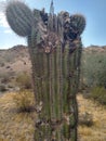 Cactus death nature desert plants