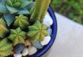 Cactus in a decorative backyard pot Royalty Free Stock Photo