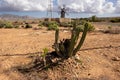 Cactus and a decorative windmill, Fuerteventura