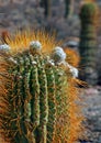 Cactus in Desert