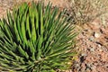 Cactus in desert Royalty Free Stock Photo