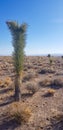 Cactus in the desert Arizona Roadtrip Royalty Free Stock Photo